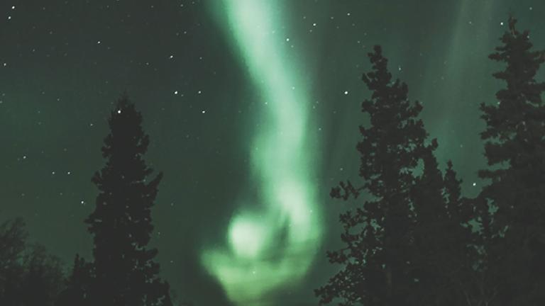 De grands sapins contre un ciel nocturne animé d’aurores boréales verdâtres et d’étoiles. Visibilité masquée.