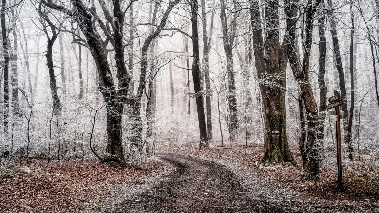Un sentier pédestre serpente à travers une zone boisée très arborée et saupoudrée de neige. Visibilité masquée.