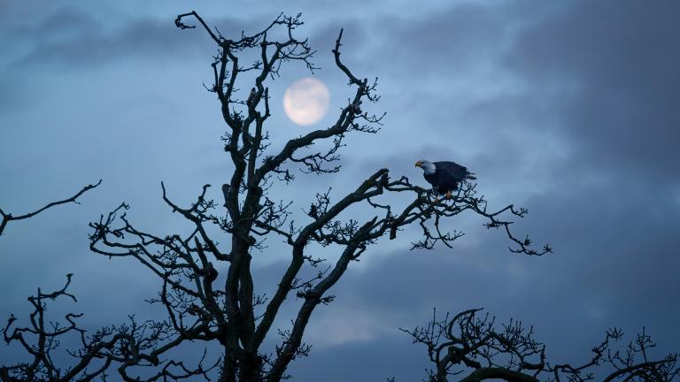 Un aigle à tête blanche solitaire est assis sur une branche d’un arbre tortueux et dénudé. À l’arrière-plan, une lune presque pleine brille dans un ciel crépusculaire. Visibilité masquée.