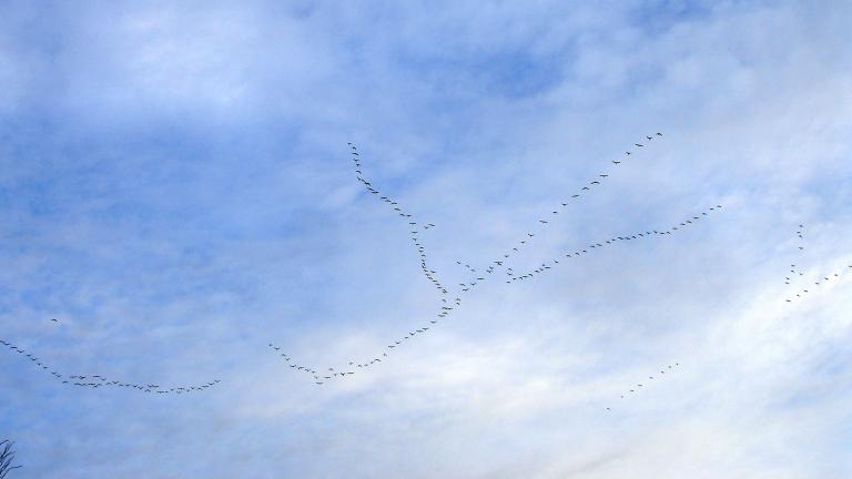 Un voilier d’oies vole dans un ciel d’un bleu éclatant. Visibilité masquée.