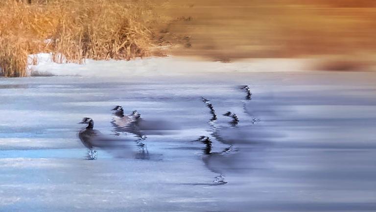 A group of geese standing on ice and snow bordered by prairie grasses. The image has been digitally altered: from left to right it becomes increasingly blurred and abstract. Visibilité masquée.