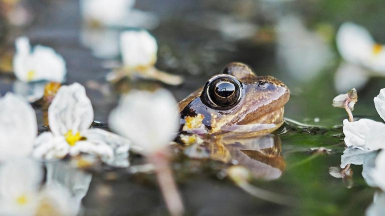 Une grenouille sort la tête de l’eau dans un étang au milieu de fleurs blanches. Visibilité masquée.