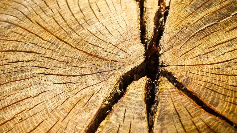 La coupe transversale d’un vieil arbre révèle les nombreux anneaux et les fissures dans le bois qui se sont développés au fil du temps. Visibilité masquée.