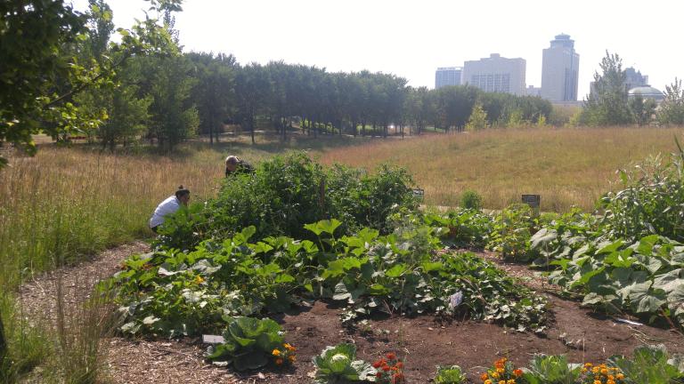 Un jardin débordant de légumes par une journée ensoleillée. Deux personnes dans le jardin sont penchées sur les plantes. On voit des herbes hautes et des arbres autour du jardin, et de grands édifices en arrière-plan.