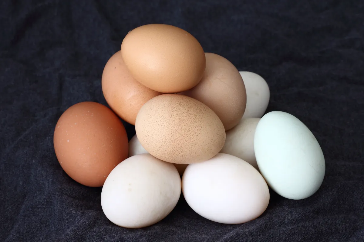 Des œufs frais de la ferme sont empilés sur un tissu sombre. Certains sont blancs, d’autres sont de différentes nuances de brun. 
