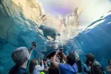 Une foule de personnes debout à l’intérieur d’un tunnel sous-marin incurvé tendent le cou et brandissent leurs téléphones pour photographier un ours polaire flottant juste au-dessus d'elles. L’ours est visible à travers le plafond transparent du tunnel, entouré d’un habitat rocheux sur le thème de l’Arctique, avec de l’eau bleue et des formations de glace simulées.