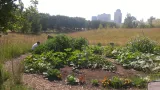 Un jardin débordant de légumes par une journée ensoleillée. Deux personnes dans le jardin sont penchées sur les plantes. On voit des herbes hautes et des arbres autour du jardin, et de grands édifices en arrière-plan.
