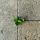 Close-up of a small plant growing through cracks in a concrete surface.