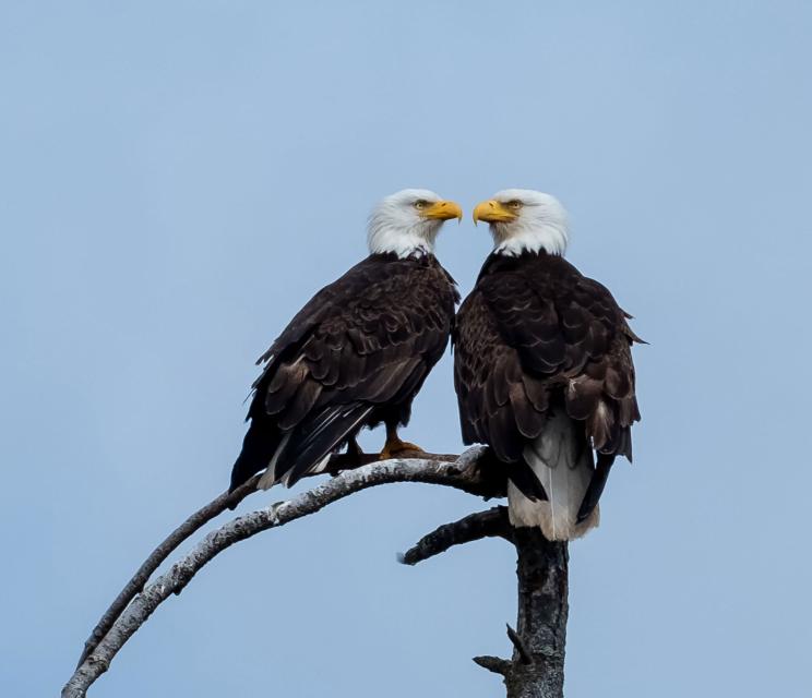 Deux aigles à tête blanche perchés sur une branche et se faisant face. Visibilité masquée.