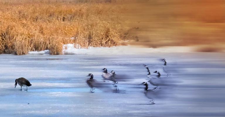 A group of geese standing on ice and snow bordered by prairie grasses. The image has been digitally altered: from left to right it becomes increasingly blurred and abstract. Visibilité masquée.