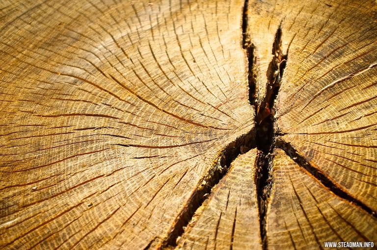 La coupe transversale d’un vieil arbre révèle les nombreux anneaux et les fissures dans le bois qui se sont développés au fil du temps. Visibilité masquée.