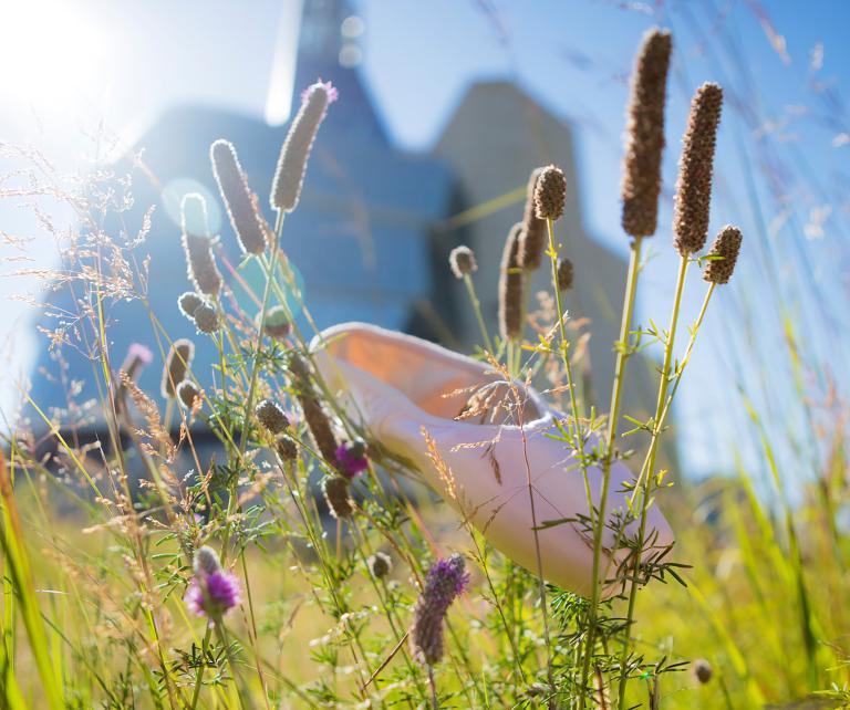 Un chausson de ballet repose dans un champ de hautes herbes de prairie près d'un grand édifice en verre. Visibilité masquée.
