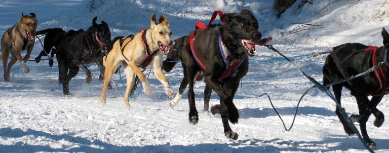 Un attelage de chiens noir et beige court en tirant un traîneau sur un terrain enneigé. Visibilité masquée.