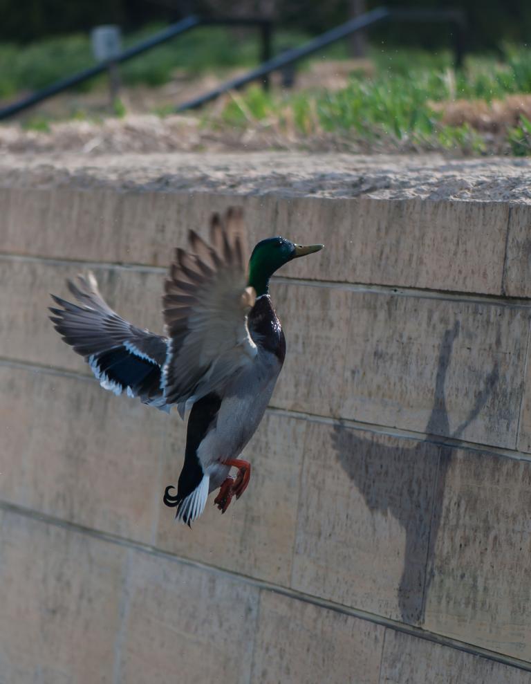 Un canard volant le long d’un mur de blocs de béton sur lequel se détache l’ombre du canard. Visibilité masquée.