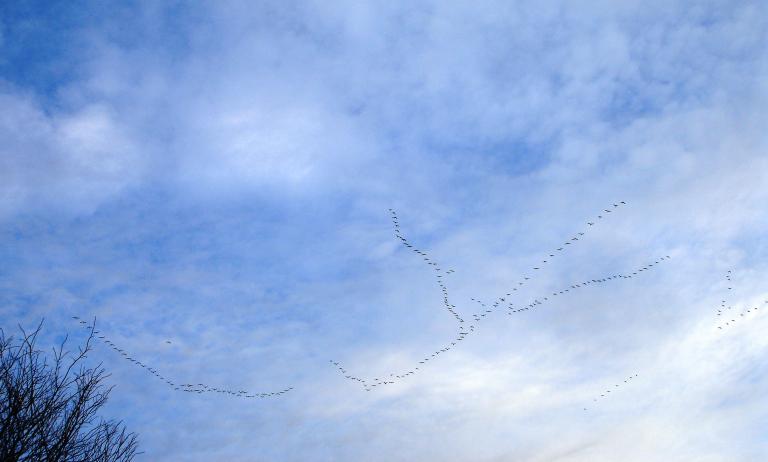 Un voilier d’oies vole dans un ciel d’un bleu éclatant. Visibilité masquée.