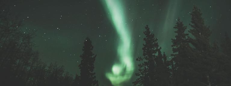De grands sapins contre un ciel nocturne animé d’aurores boréales verdâtres et d’étoiles. Visibilité masquée.