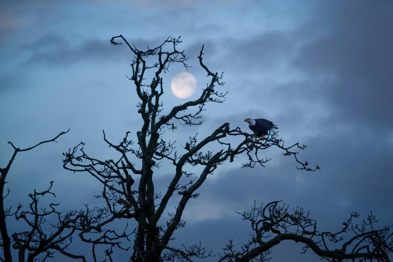 Un aigle à tête blanche solitaire est assis sur une branche d’un arbre tortueux et dénudé. À l’arrière-plan, une lune presque pleine brille dans un ciel crépusculaire. Visibilité masquée.