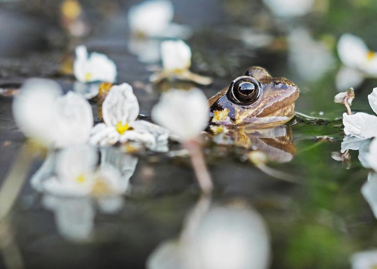 Une grenouille sort la tête de l’eau dans un étang au milieu de fleurs blanches. Visibilité masquée.