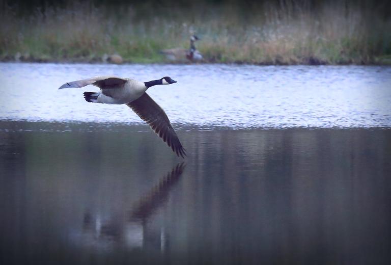 A Canada goose flying low across a lake. Visibilité masquée.