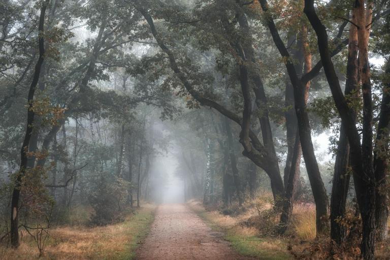 Un matin brumeux d’automne dans une forêt aux arbres touffus et aux feuilles automnales. Un étroit chemin de gravier serpente entre les arbres. Visibilité masquée.