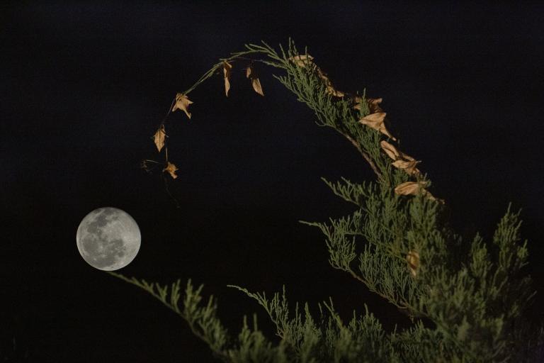 A full moon glows brightly in the night sky, framed by the arching tip of a green conifer branch with a few dried brown leaves hanging from it. Visibilité masquée.