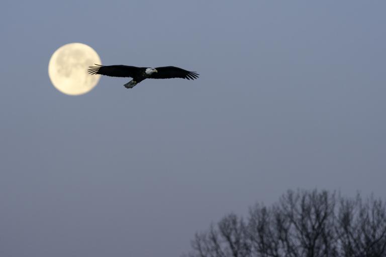 Un grand aigle à tête blanche vole en silhouette devant la pleine lune, sur fond de ciel hivernal bleu-gris, avec des branches d’arbres dénudées visibles dans le coin inférieur droit. Visibilité masquée.