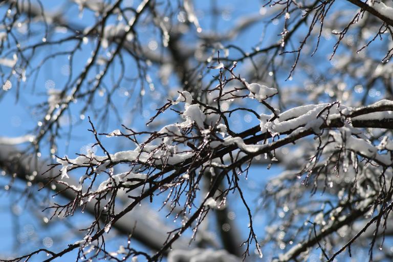 Des branches d’arbres recouvertes de neige se détachent sur un ciel bleu éclatant. Les branches nues et sombres sont recouvertes de neige fraîche et parsemées de gouttelettes de glace scintillantes, tandis que l’arrière-plan légèrement flou crée une scène hivernale saisissante. Visibilité masquée.