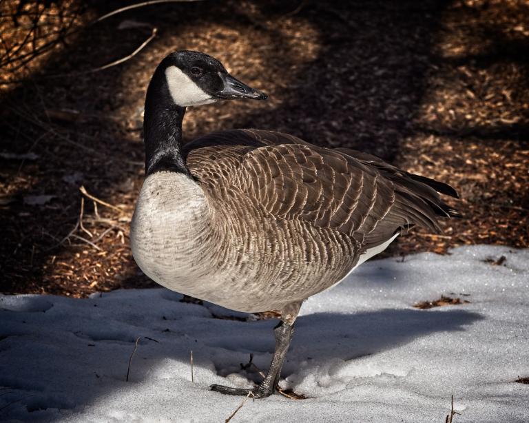 Une bernache du Canada se tient debout sur une plaque de neige fondante, ses plumes brunes et noires illuminées par la douce lumière du soleil, sur fond de nature ombragée. Visibilité masquée.