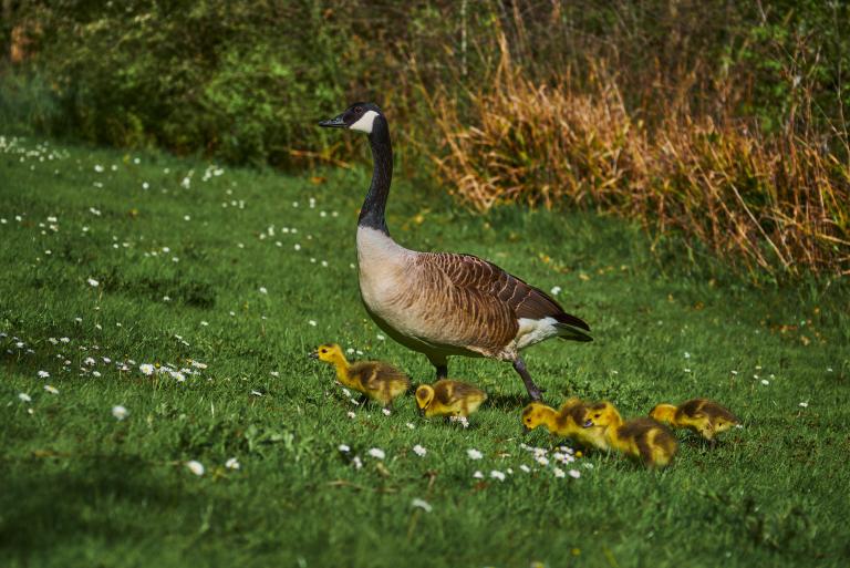 Une bernache du Canada traverse une prairie verdoyante parsemée de petites marguerites blanches, suivie de près par cinq oisons jaunes tout duveteux. Visibilité masquée.