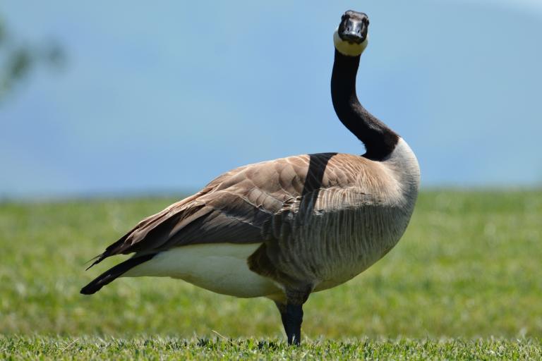 Une bernache du Canada se tient debout sur l’herbe verte, le cou penché en arrière, la tête tournée directement vers l’appareil photo. Elle a la tête et le cou noirs, une tache blanche sur les joues, un plumage brun clair sur le corps et le ventre blanc, le tout se détachant sur un ciel bleu uni. Visibilité masquée.