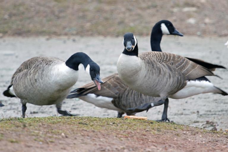 Un groupe de bernaches du Canada se tient sur une rive boueuse. Au premier plan, une oie se penche pour picorer et une autre mange tout en regardant en direction de l'appareil photo. Visibilité masquée.