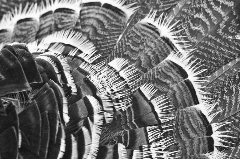Gros plan en noir et blanc sur des plumes d’oiseau qui se chevauchent, probablement de la queue ou de l’aile d’un dindon sauvage. Visibilité masquée.