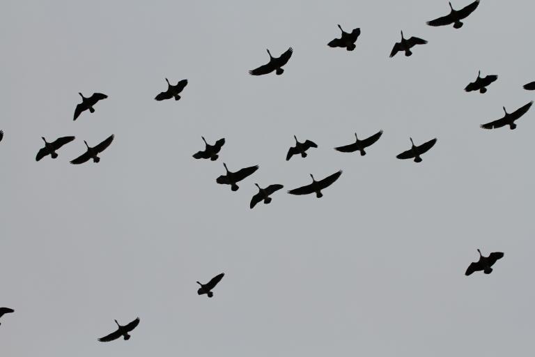 Une volée de bernaches, dont les silhouettes se détachent en plein vol sur un ciel gris et couvert, dispersées de manière désordonnée, les ailes déployées dans différentes positions. Visibilité masquée.